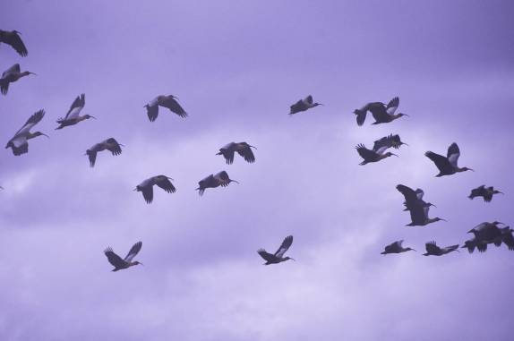 Revoada de pássaros nos céus da Terra do Fogo chilena